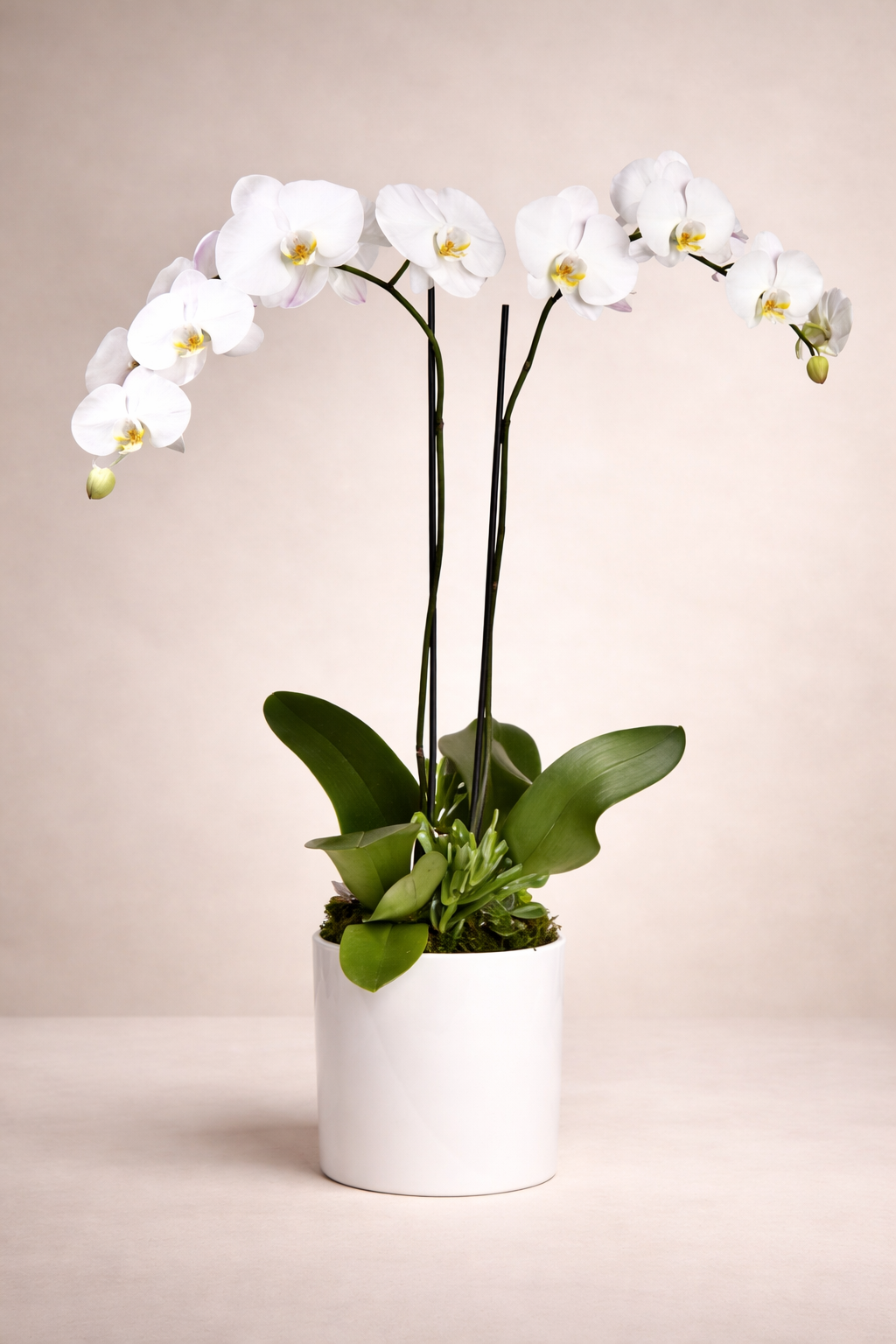 Potted Double Orchid
