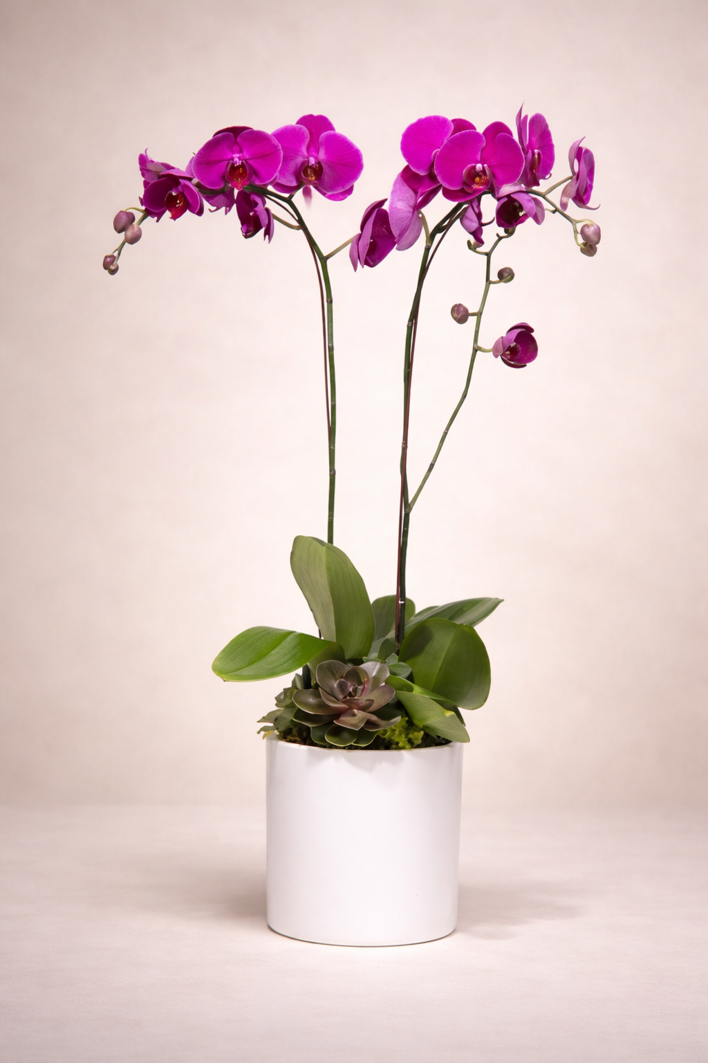 Potted Double Orchid