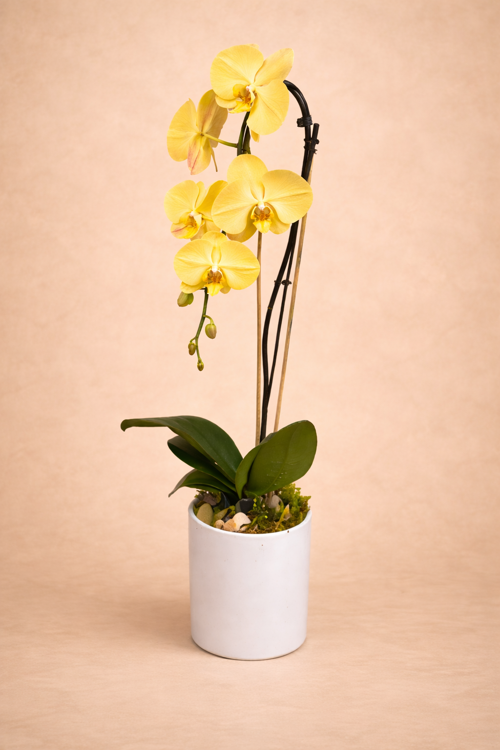 Potted single Orchid