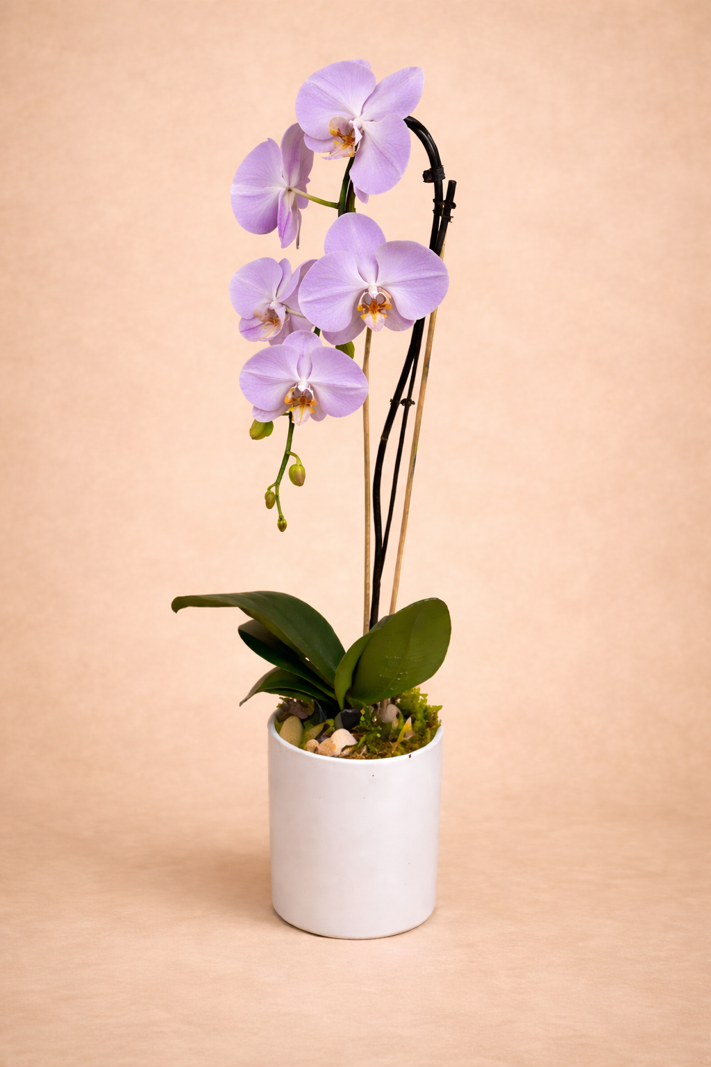 Potted single Orchid