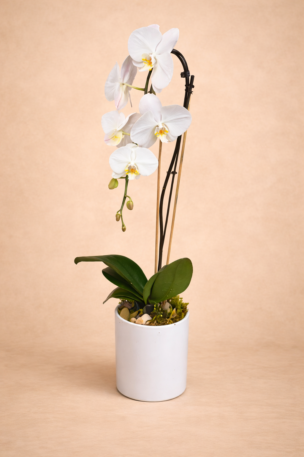 Potted single Orchid